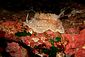 Mediterranean Umbrella Snail